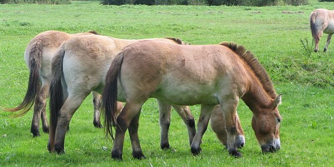 Elhíztak, ezért fogyókúrára fogták a kínai vadlovakat