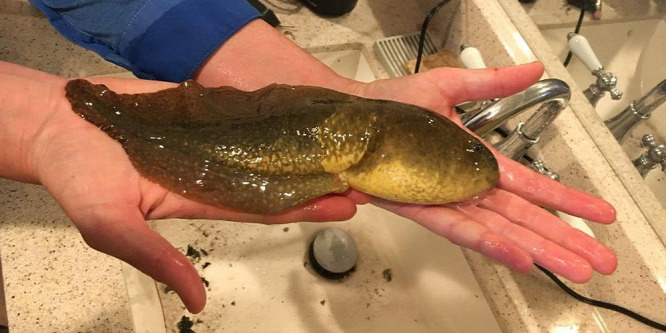 Gigantikus méretű ebihalat találtak egy arizonai tóban