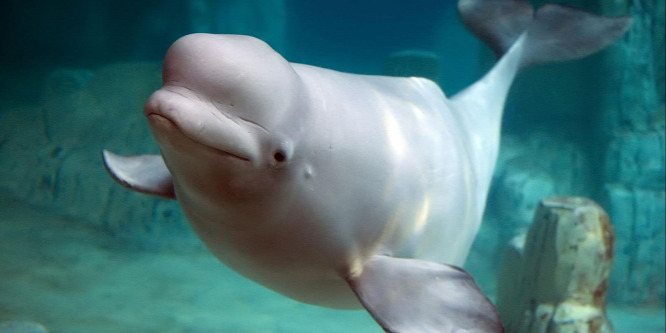 A világ első beluga menhelye Izlandon nyílik