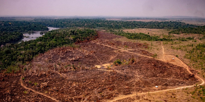 Fűrészmalmokban razziázott a brazil rendőrség