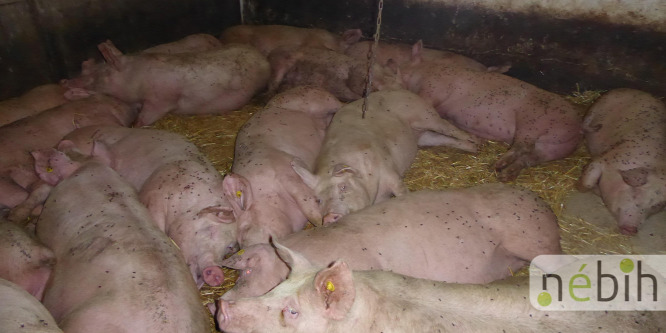 Minden előírást megsértett egy ceglédi sertéstartó