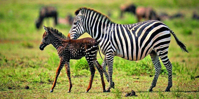 Hihetetlen: pöttyös zebrát fotóztak Kenyában