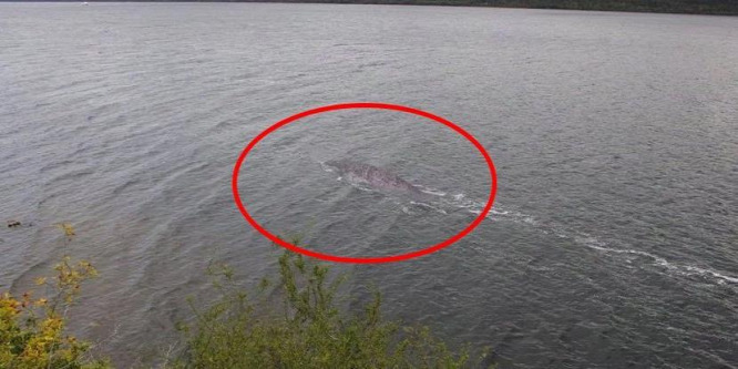 Kiderült, mi van a Loch Ness-i szörnyet ábrázoló fotón