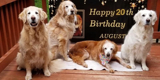 Huszadik születésnapját ünnepelte a világ legidősebb golden retrievere