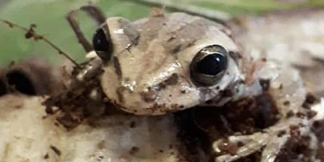 Egzotikus békát találtak egy kolumbiai banánszállítmányban
