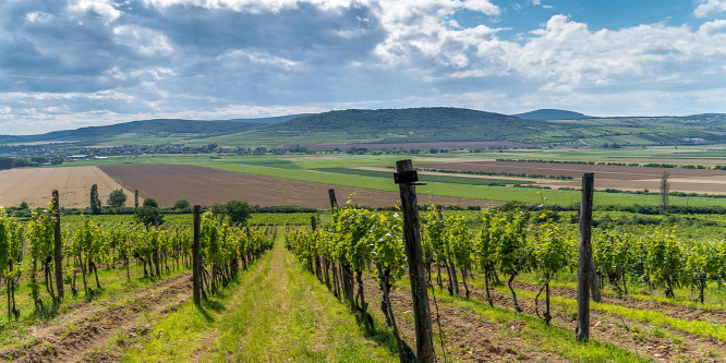 Bárhová mentem, én voltam a "Tokaj-man"