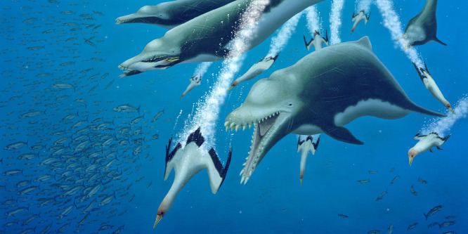 Felbukkant egy ötméteres delfin, hatalmas fogakkal