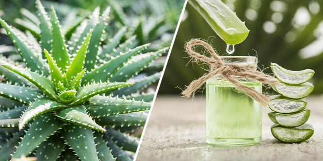 Mi mindenre jó az Aloe vera