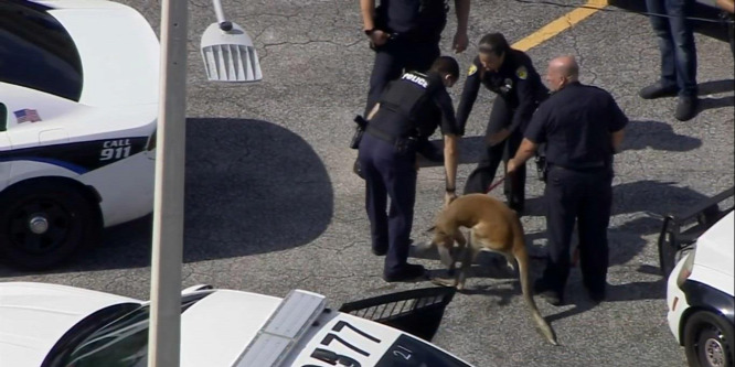 Kenguru ugrált végig a floridai Fort Lauderdale utcáin