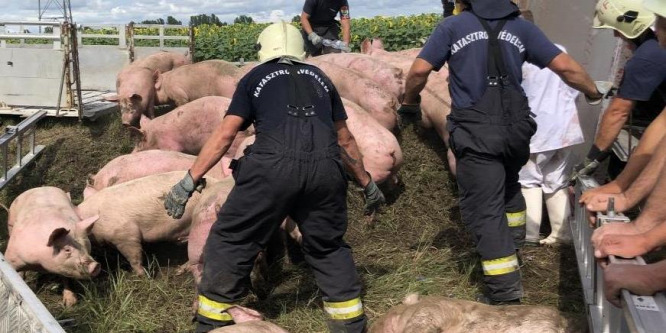Száznyolcvan élő sertést szállító nyerges vontató borult fel - kép