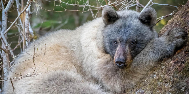 Ritka, kékesszürke szín medvék bukkantak fel Alaszkában