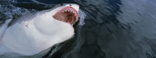 Forrás: Biosphoto via AFP