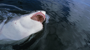 Forrás: Biosphoto via AFP
