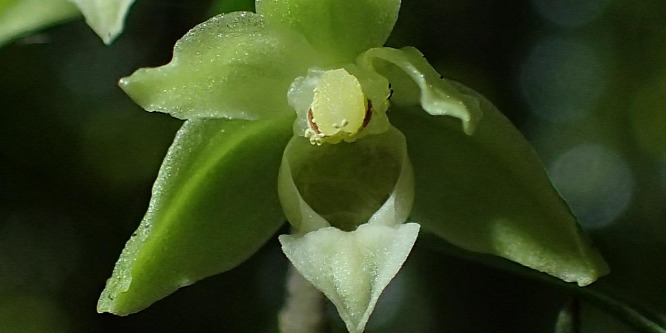 Megtalálták Magyarország legkisebb orchideáját