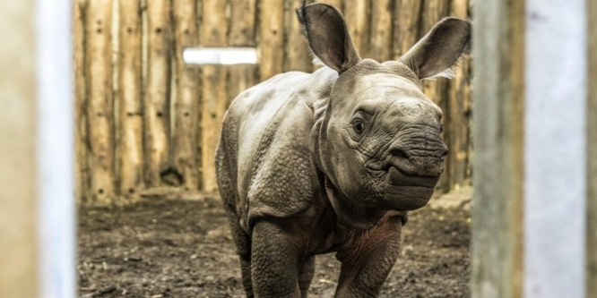 Dinasztiát alapít a zoológiai szenzációnak számító magyar vastagbőrű