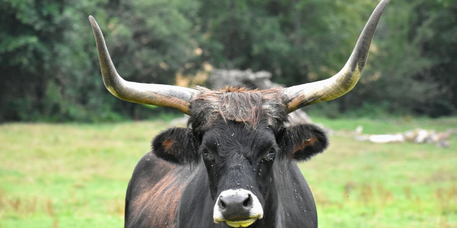 700 kilós bika zúzta halálra a fejnt, ismét bíróság elé áll a tulaj