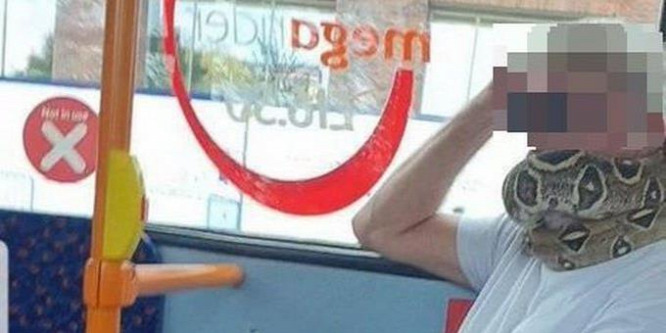 Kígyót használt maszk helyett egy utas egy buszon Angliában
