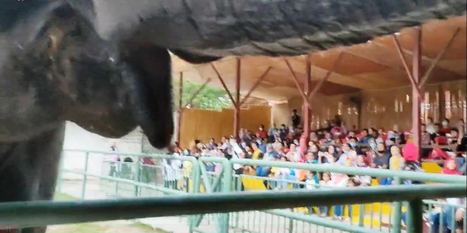 Kinyúlt az ormányával a turisták közé egy elefánt – videó