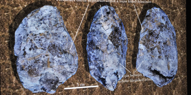 Bemutatták az első magyar dinoszaurusztojásokat
