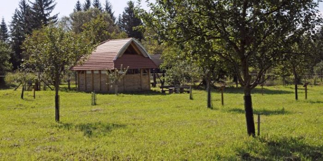 Vannak hazánknak permetezés, vegyszerezés nélkül is szépen teremő gyümölcsfái