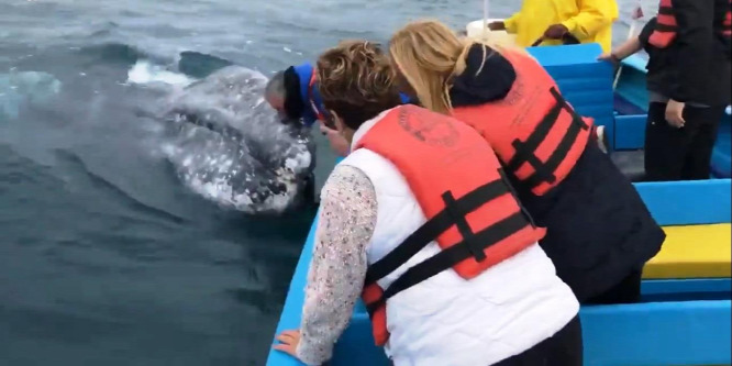 Puszit adott egy turista egy szürke bálna orrára – videó