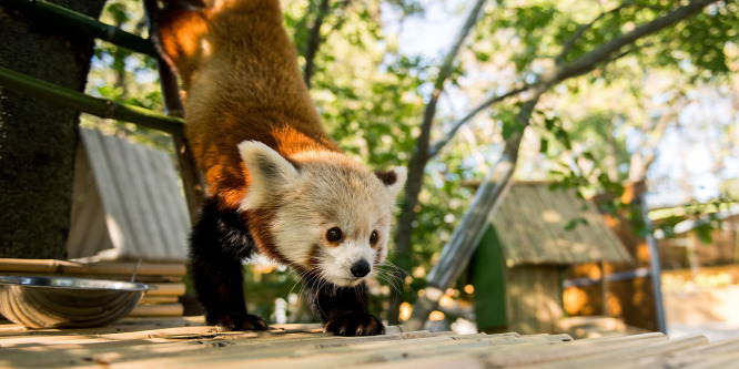 Vörös pandák kerültek a Pécsi Állatkertbe