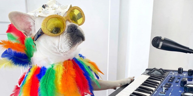 Íme, Toad,a francia bulldog, aki a legnagyobb átváltozóművész - Galéria