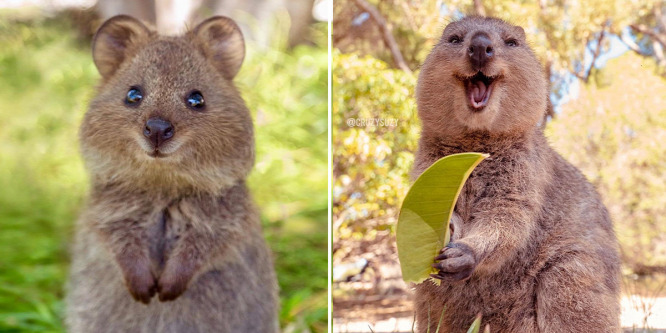 A quokka a világ egyik legboldogabb állata: ezeket a képeket látva garantáltan jobb kedved lesz