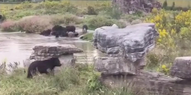 Látogatók előtt téptek szét medvék egy állatkerti dolgozót - videó