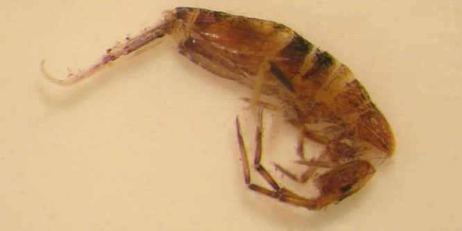 A mérget termelő mikroszkopikus gombák negatív hatása az élőlényekre