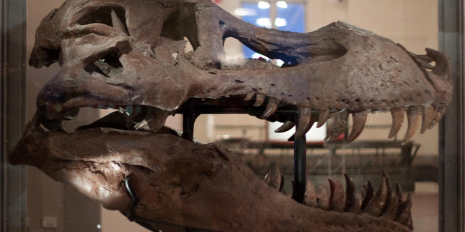 Ez a T. rex fájdalmas fogfertőzéstől szenvedhetett