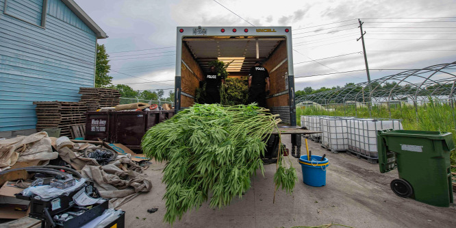 Zebrákat, kengurukat és nagy mennyiségű kannabiszt foglaltak le Toronto közelében