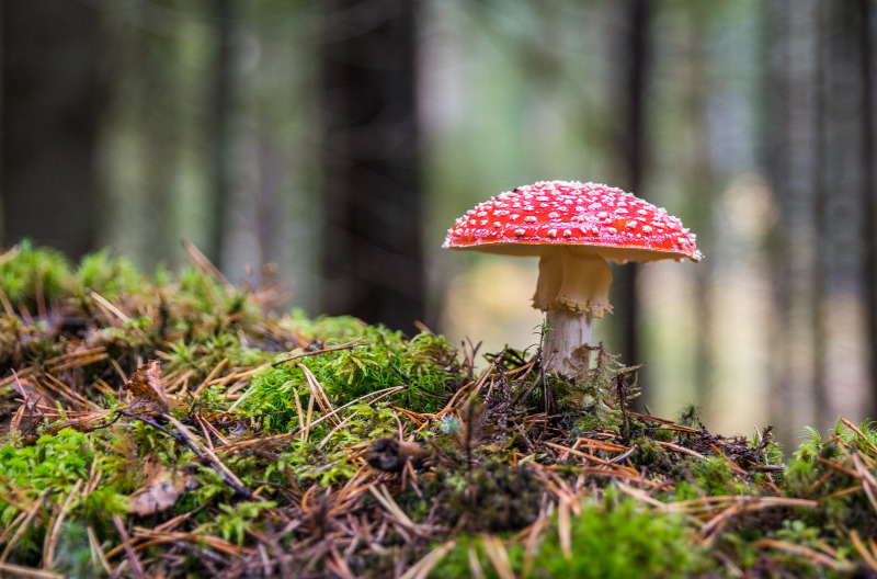 Minden gomba ehető – egyszer