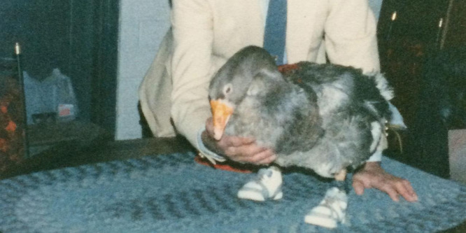 A liba, amelynek brutális meggyilkolása egész Amerikát felháborította