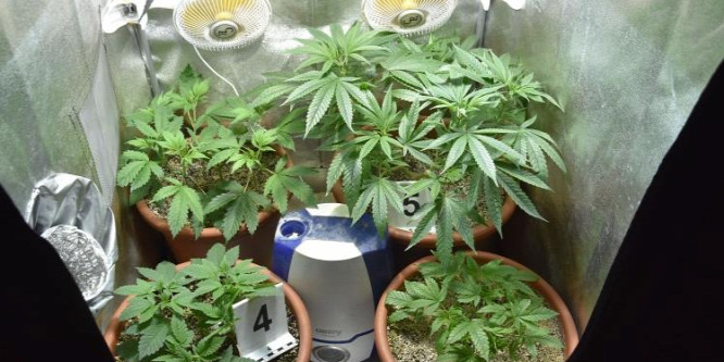 Szekszárdi tanyáján termesztett kannabiszt egy férfi