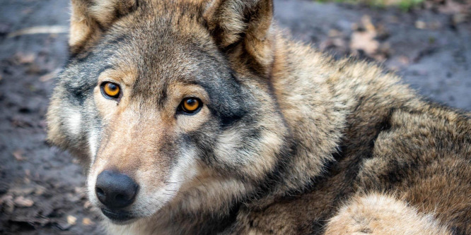 Rossz híre ellenére a farkas kerüli az embert