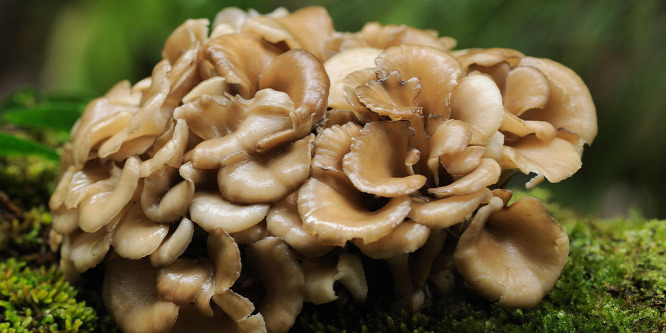 Shiitake és maitake – ez nem japán nyelvlecke!