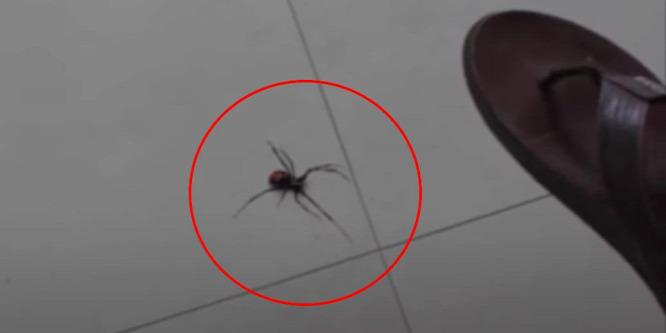 Agyoncsapták a pókot, a lehető legrosszabb dolog történt utána