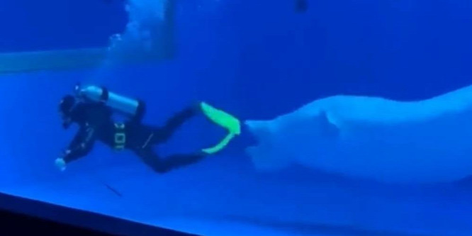 Meglepő dolgot tett egy beluga a medencéjét tisztító búvárral – videó