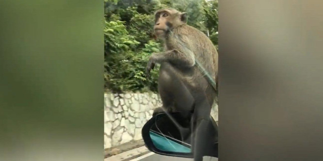 Az autó visszapillantóján utazott egy potyautas majom Thaiföldön – videó