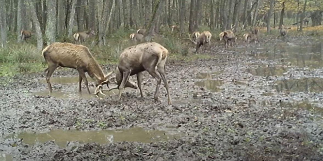 Különleges pillanatot vett fel egy vadkamera a Duna-Dráva Nemzeti Parkban - videó