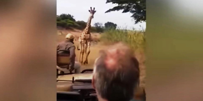 Megtámadta a turisták terepjáróját egy dühös zsiráf – videó
