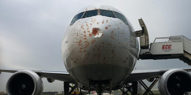 Madárrajjal ütközött egy Boeing Isztambulban – videó