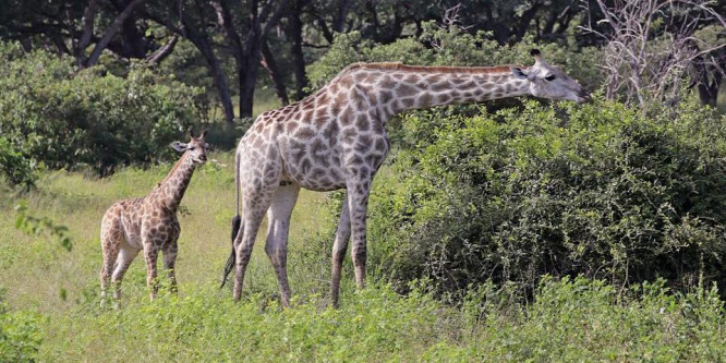 Törpe zsiráfokat találtak Afrikában