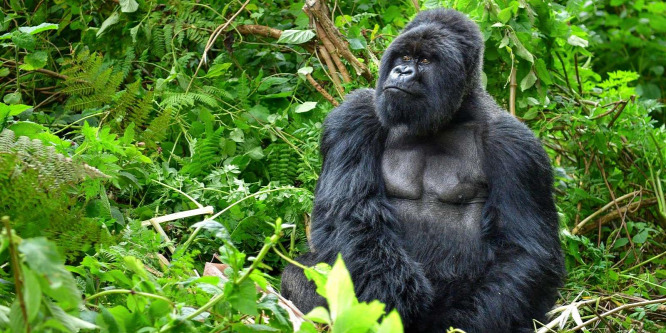 Gorillák ezreit mentették meg a Wall Streetet felforgató kisbefektetők