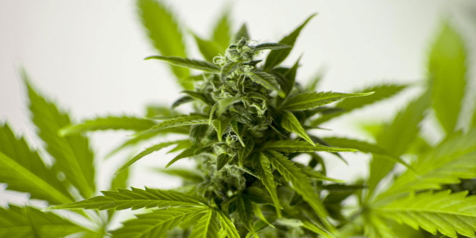 Többszáz tő kannabiszt találtak egy szerb díler tanyáján