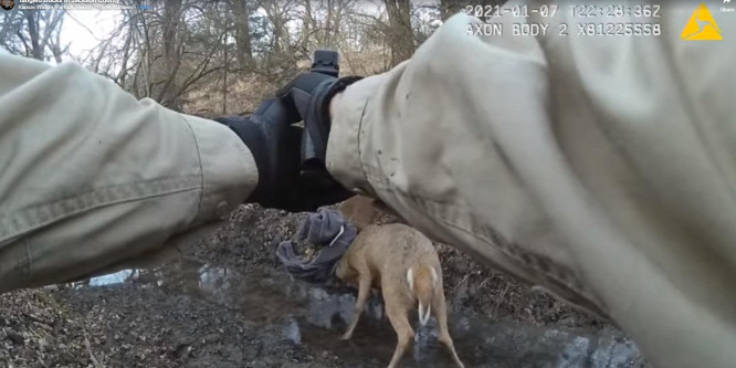 Szétlőtte a vadőr a szarvasok agancsát, így sikerült őket szétválasztani - videó