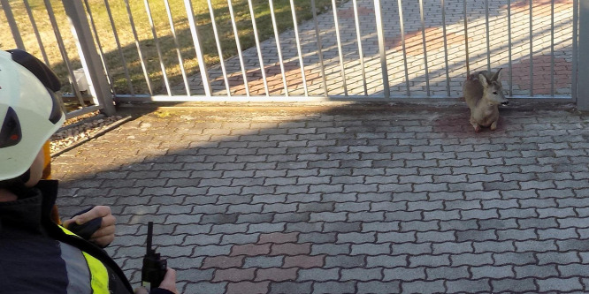 Kapuba szorult egy őz Vonyarcvashegyen, a tűzoltók szabadították ki
