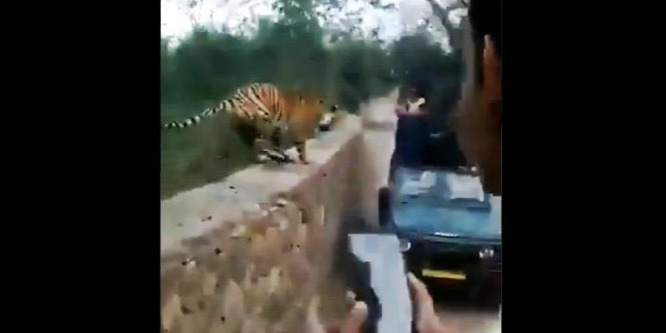 Megfagyott a vér a turisták ereiben, amikor egy tigris ugrott oda hozzájuk – videó