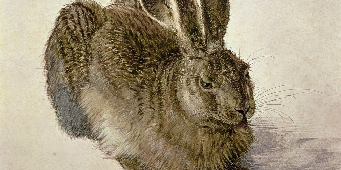 Instant művészettörténet, avagy 5 dolog amit nem tudtál Dürer híres nyuláról